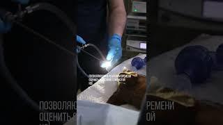 Что у собаки течет из носа? #ветеринарнаяклиника #животные #собака