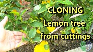 propagate Lemon tree from cuttings (the easy way)