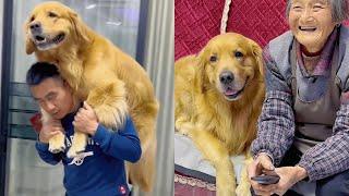 Golden Retriever Mao Mao became the master of the house, the bad old man always beaten by him️#金毛豆豆