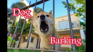 "BarkTalk: Deciphering the Canine Code"