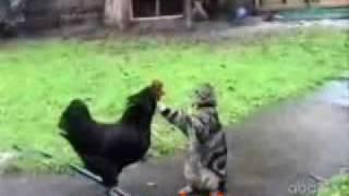 Приколы с кошками