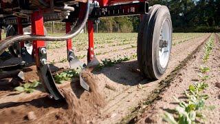 Spinach Cultivation With Beet Hoes - Tilmor Works Episode #5