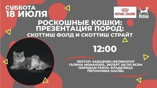 РОСКОШНЫЕ КОШКИ: ПРЕЗЕНТАЦИЯ ПОРОДЫ. СКОТТИШ ФОЛД И СКОТТИШ СТРАЙТ