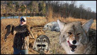 Catching Coyotes, Bobcats, and Raccoons On a Hunting Lease To boost The Turkey Population!