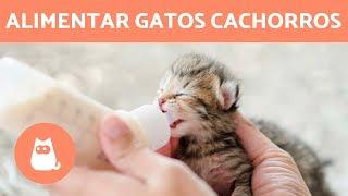 ¿Cómo alimentar gatitos recién nacidos? + CUIDADOS