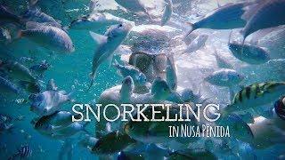 Bali: AMAZING Snorkeling at the coast of Nusa Lembongan and Nusa Penida