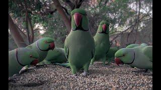 Parrots of Jawaharlal Nehru University. #jnucampus #parrots #asmr