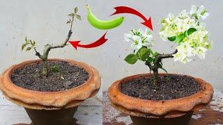 Method of grafting bougainvillea using banana | How to graft bougainvillea in simple method
