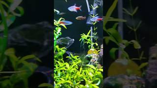 Building An Ecosystem In My Aquarium!