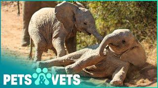 Baby Elephants Swimming For The First Time | Nature's Babies