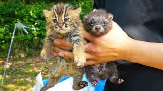 Baby Leopard Cats and Raccoon Dogs are just too cute! A Day at the Wildlife Rescue Center