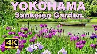 【4K】Walking in Sankeien Garden in summer with beautiful irises