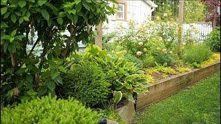 May garden tour Hydrangeas, roses, alliums and lots of green!