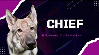 Emmaus Dog Trainers ||| OLK9 Lehigh Valley ||| 6.5 Month Old Tamaskan, Chief