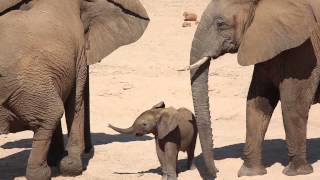 Cute Baby Elephant!