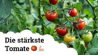 Tomate „Primabella“ | Die robusteste Sorte, die sogar der Kraut- und Braunfäule standhält! 