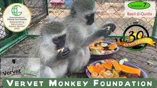 From Torment to Triumph: The Heartwarming Rescue of Two Young Vervet Monkeys