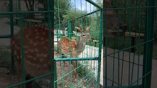 Астраханский зоопарк «Баба Фрося») #астрахань #weekend