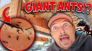 We Ordered Fence Materials... We Got GIANT ANTS Instead!?