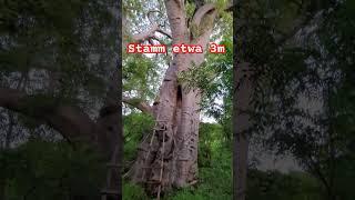 Massiver Mutterbaum! Baobab Baum - Atemberaubende Natur #adventure #gambia #outdoors  #afrika #vlog