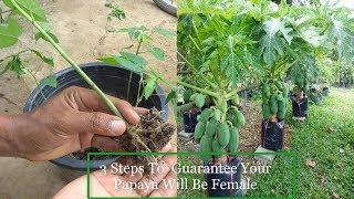 3 Steps To Guarantee Your Papaya Will Be Female l Agri-education