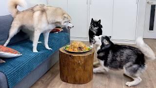 What Happens When Three Huskies Are Left Alone With a Baked Chicken!