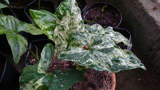 How to Propagate Syngonium Mojito / Syngonium Podophyllum Mottled