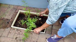 Best Time to Plant a Rose? Tips on Planting in Brick Patio