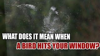 What Does It Mean When a Bird Hits Your Window? - Sign Meaning