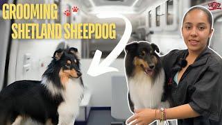 Bo the Shetland Sheepdog’s Stunning Grooming Makeover with Ana - See His Fluffy Transformation! 