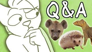 What Animal Am I? Q&A (+Face Reveal)