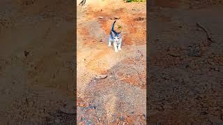 Village cat.. #cat #catlover #shorts  #youtubeshorts #cats #catshorts #catvideos #vairalshort #sub