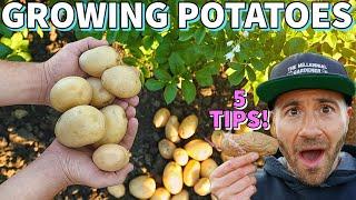 These 5 SIMPLE Tips Will GUARANTEE You More Potatoes!