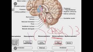 Neurophysiology -1