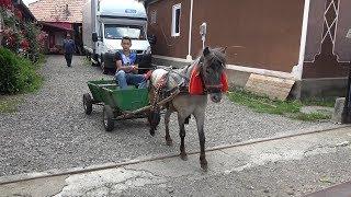 Poneita lui Dragos de la Hodac, Targu Mures - 2019 Nou!!!