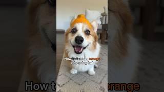 How to turn an orange into a dog hat!  #corgi #orange #doghat #happydog #myapahmstory #dekopon