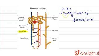 Define Glomerular Filtration Rate (GFR)