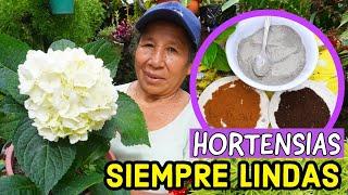 EL MEJOR preparado para MANTENER la FLORACION en las HORTENSIAS - ABONO con cafe, Ceniza y canela