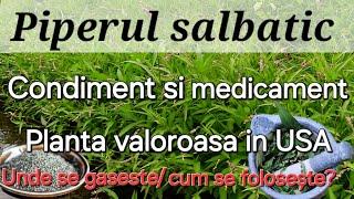 Piperul salbatic - Condiment si medicament/ Unde il gasesti ,cum arata?