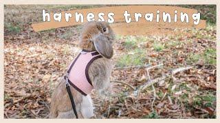 How To Harness Train Your Rabbit