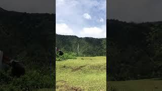 Kerbau di Bukit Beta. Beautiful Lake Toba