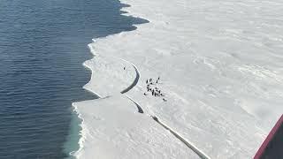 Penguin Makes It Onto Land As Ice Breaks