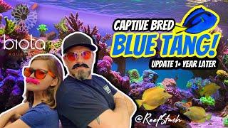 BEST reef tank fish I’ve ever owned - captive bred blue tang update