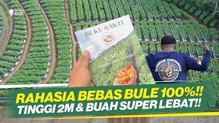 CARA OLAH TANAH TERBAIK ‼ MENGUJI KESAKTIAN METODE BUKU SAKTI PART 1 ‼