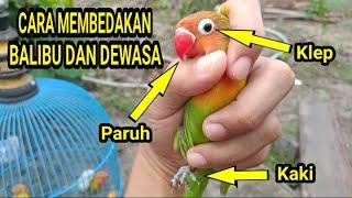 CARA MEMBEDAKAN LOVEBIRD BALIBU DAN DEWASA