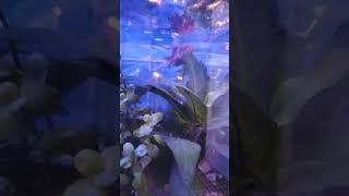 #ASMR#Fish#beautifulAqu arium