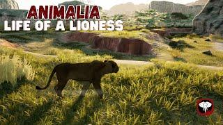 Dreaming Of Being Queen - Life of a Lioness - Animalia Survival