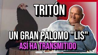 TRITÓN de Juan Seguí "Lis"  Así ha TRANSMITIDO ‍‍ | Un palomo de los que no quedan 