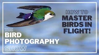 Master BIRDS in FLIGHT Photography! SETTINGS for SUCCESS! Image Stabilisation ON or OFF?