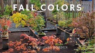 Fall Colors in Momiji-En Japanese Maple Bonsai Garden